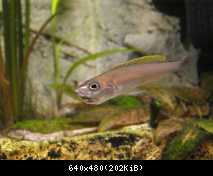 Cyprichromis