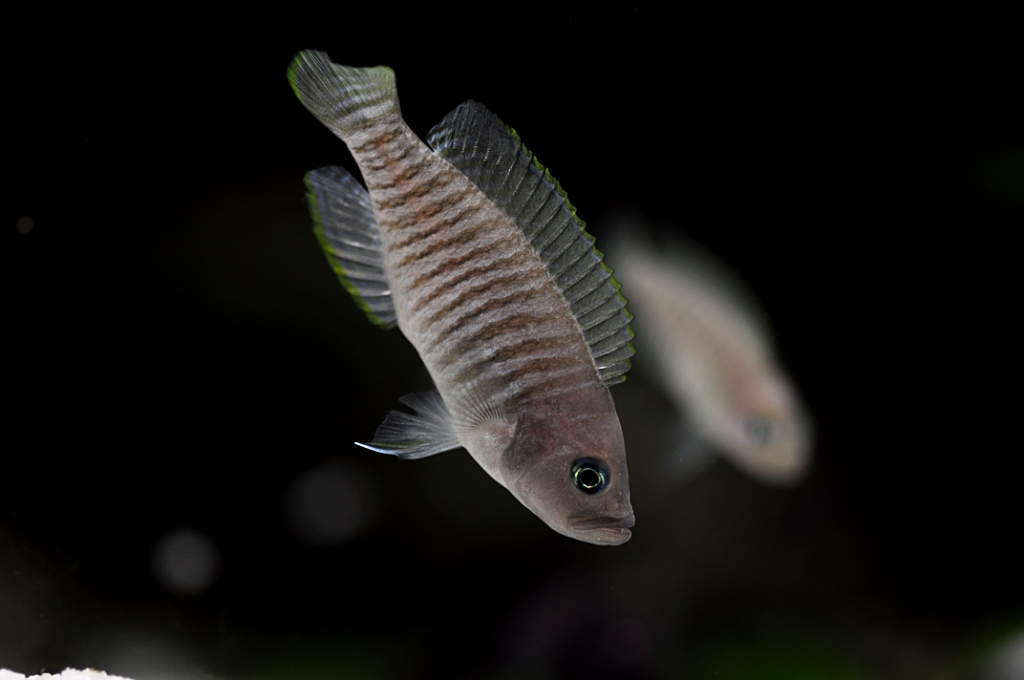 Neolamprologus multifasciatus