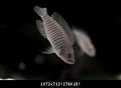 Neolamprologus multifasciatus