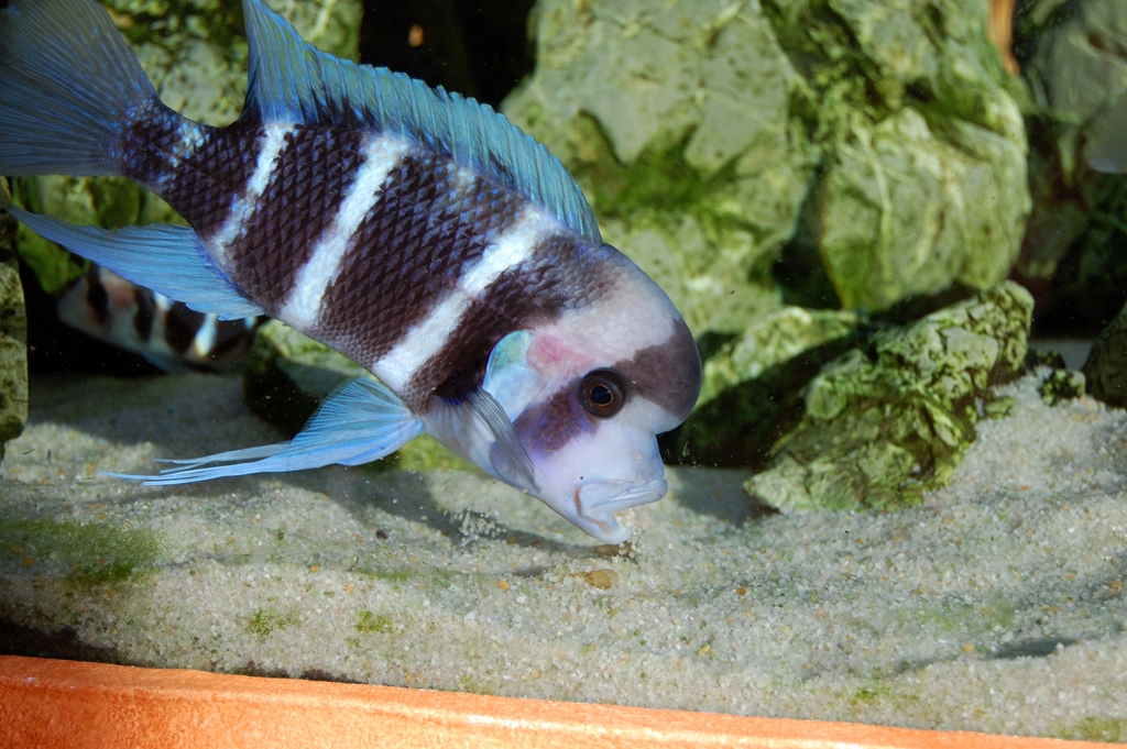 Cyphotilapia frontosa, Burundi