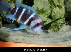 Cyphotilapia frontosa, Burundi