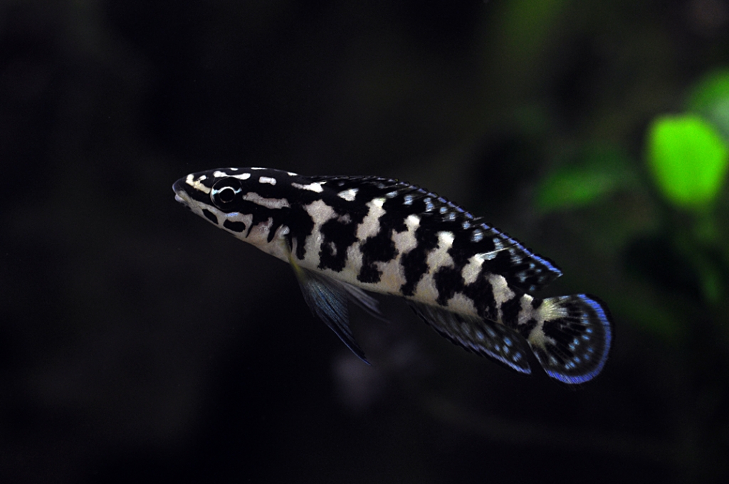 Julidochromis transcriptus ´Gombe´