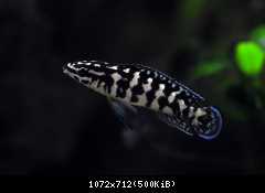 Julidochromis transcriptus ´Gombe´