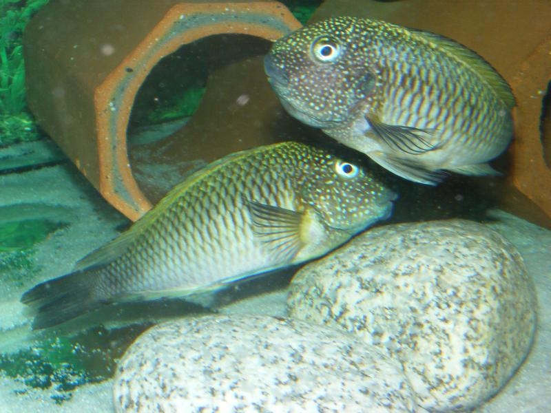 Tropheus moorii Moba II Murago WILD