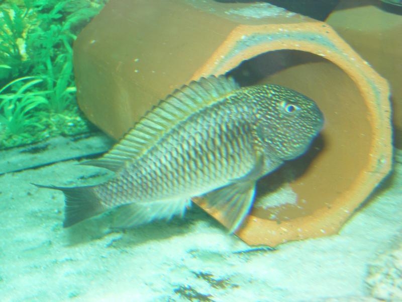 Tropheus moorii Moba II Murago WILD