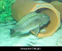 Tropheus moorii Moba II Murago WILD