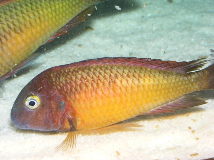 Tropheus moorii Ilangi yellow WILD