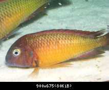 Tropheus moorii Ilangi yellow WILD