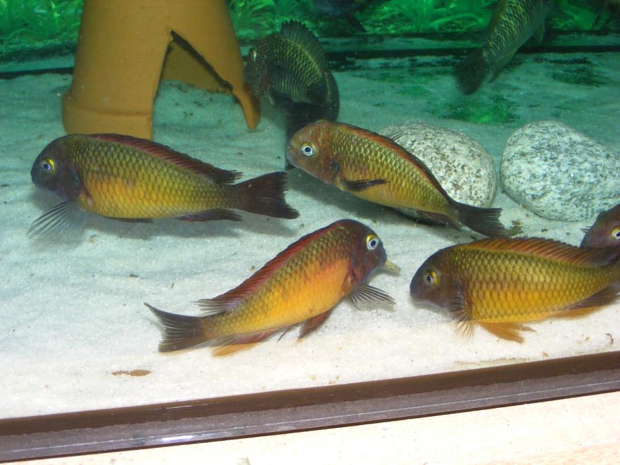 Tropheus moorii Ilangi yellow WILD