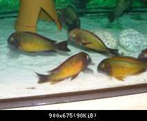 Tropheus moorii Ilangi yellow WILD