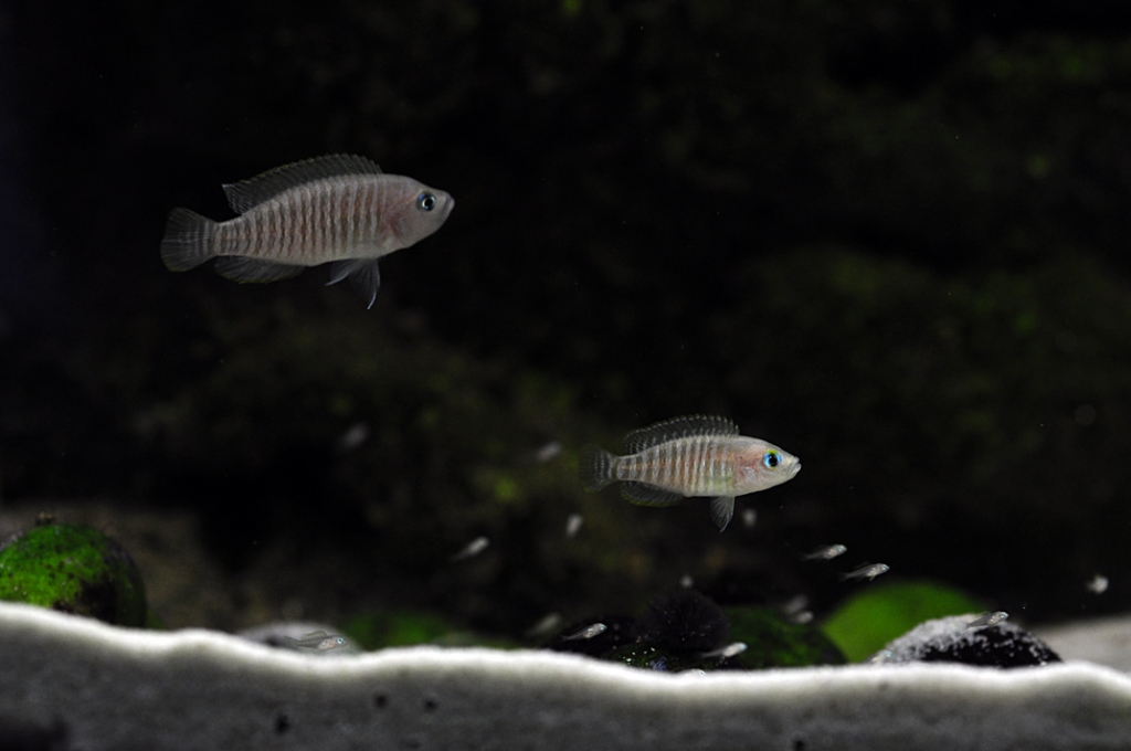 Neolamprologus multifasciatus - rodinka