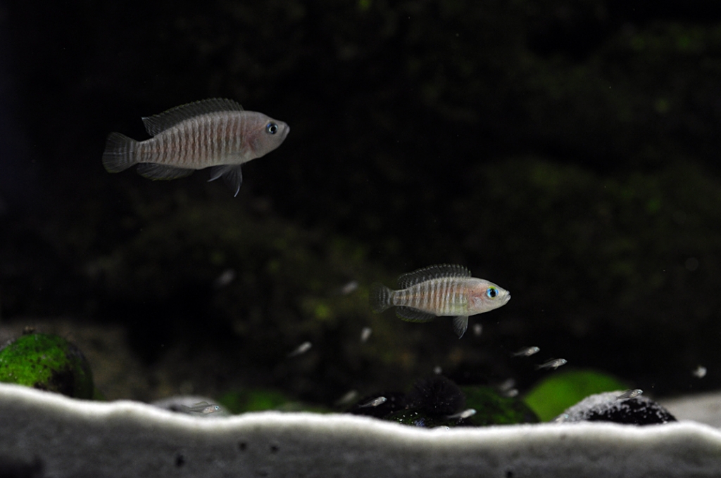 Neolamprologus multifasciatus - rodinka