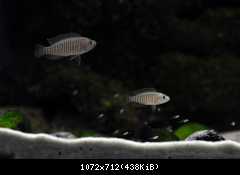 Neolamprologus multifasciatus - rodinka