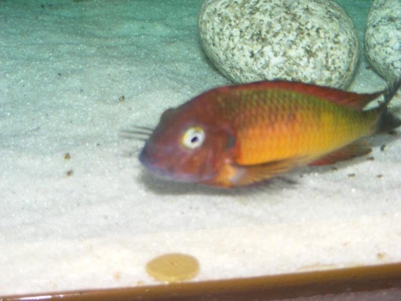 Tropheus moorii Ilangi yellow WILD