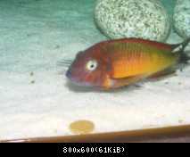 Tropheus moorii Ilangi yellow WILD