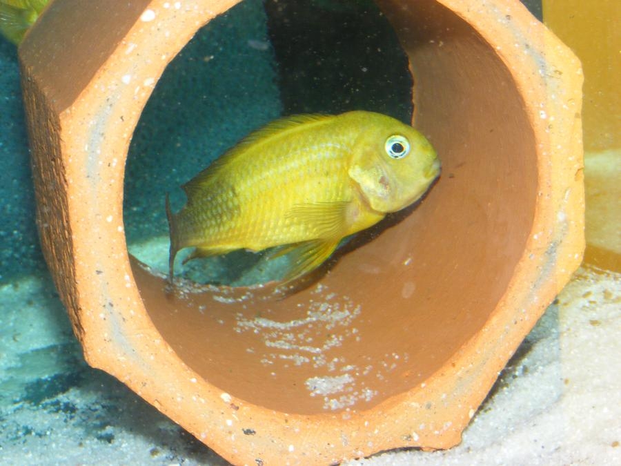 Tropheus Kiriza Gold