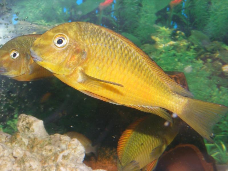 Tropheus Moorii Golden Kazumba