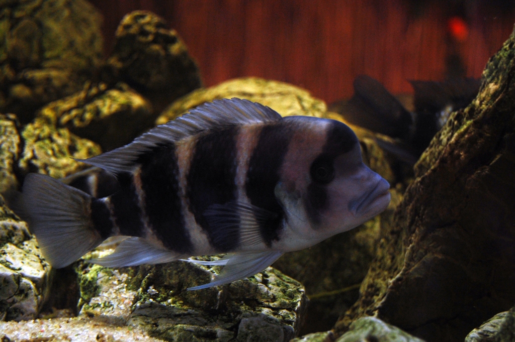 Cyphotilapia frontosa, Burundi