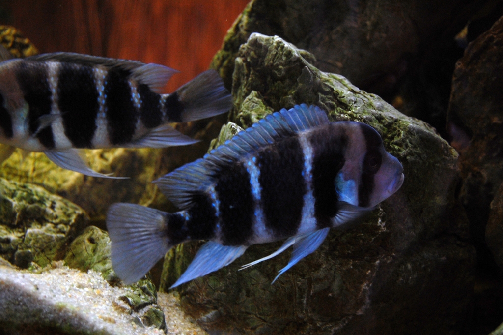 Cyphotilapia frontosa, Burundi