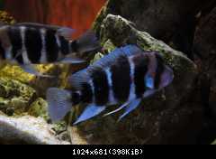 Cyphotilapia frontosa, Burundi