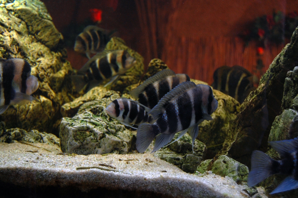 Cyphotilapia frontosa, Burundi