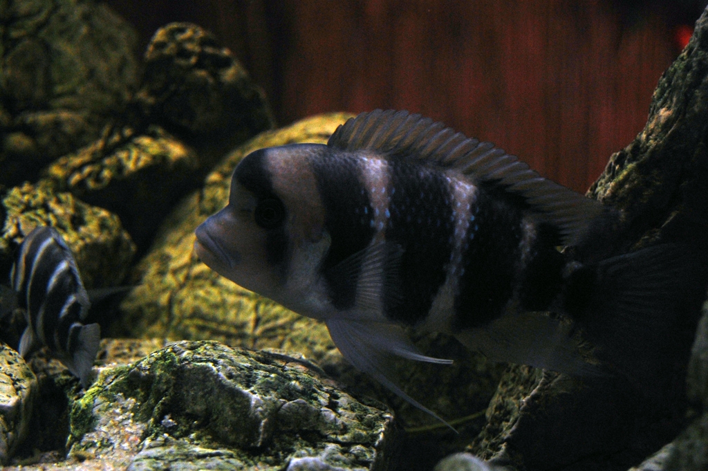 Cyphotilapia frontosa, Burundi