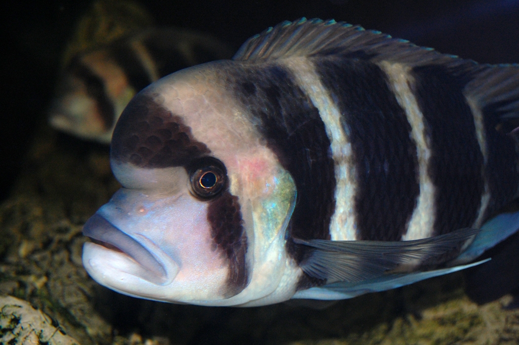 Cyphotilapia frontosa, Burundi