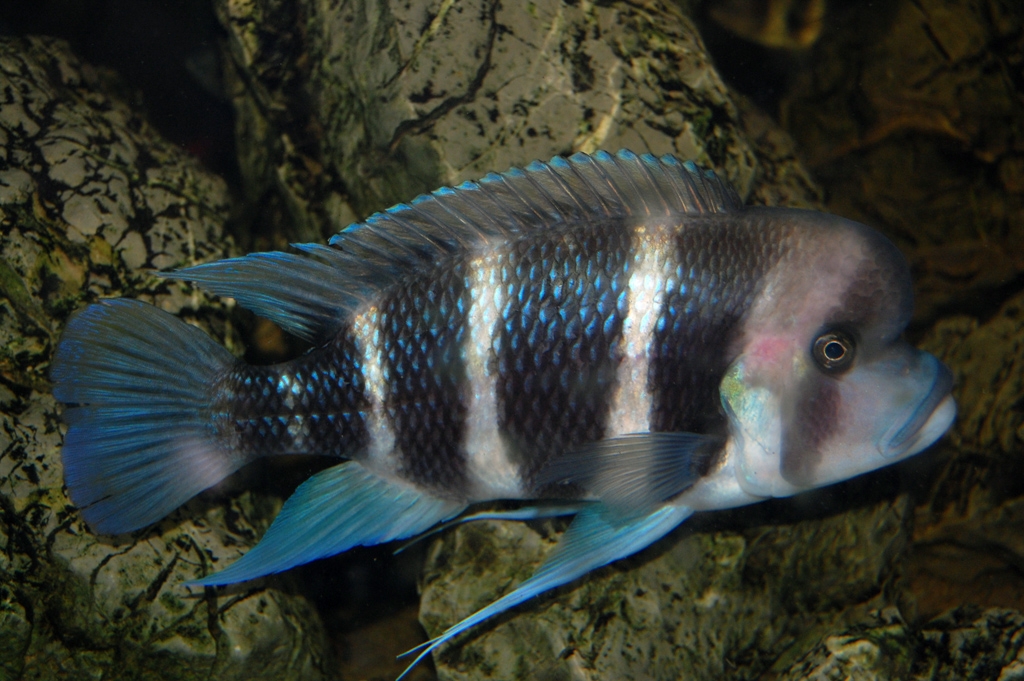 Cyphotilapia frontosa, Burundi