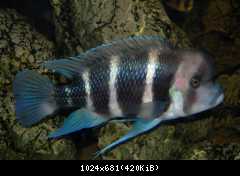 Cyphotilapia frontosa, Burundi