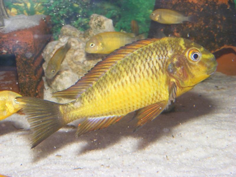 Tropheus Moorii Golden Kazumba