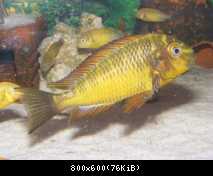 Tropheus Moorii Golden Kazumba