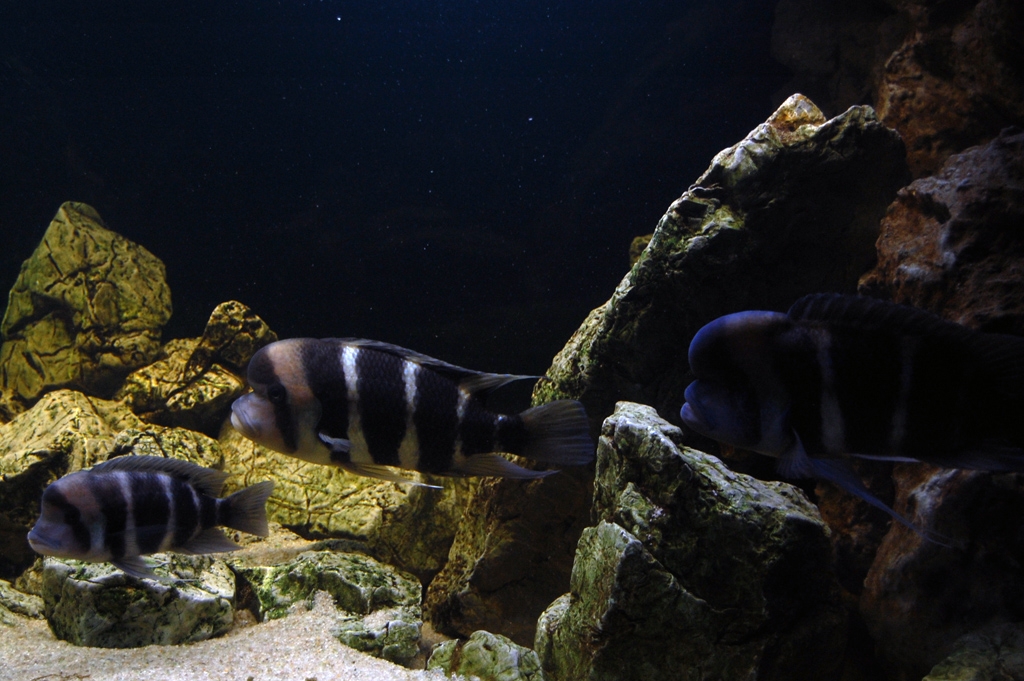 Cyphotilapia frontosa, Burundi