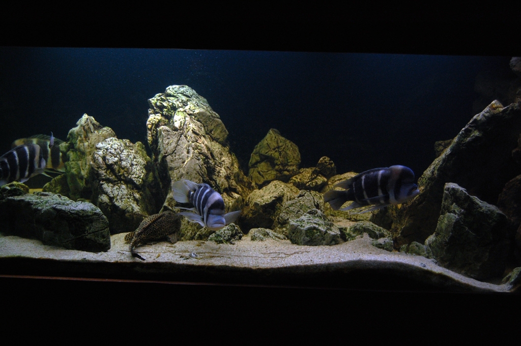 Cyphotilapia frontosa, Burundi