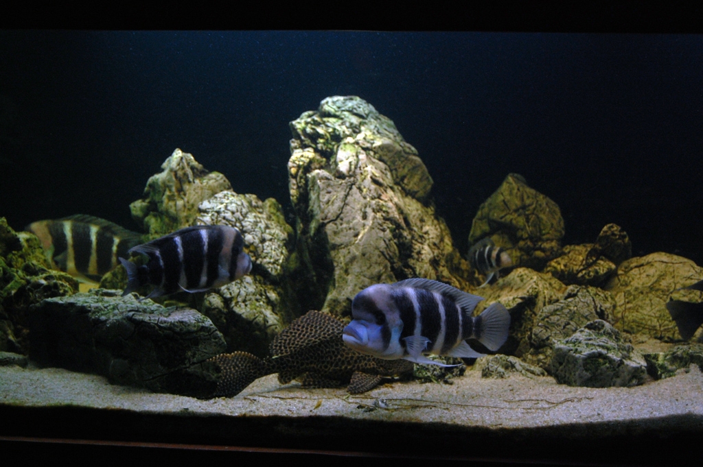 Cyphotilapia frontosa, Burundi