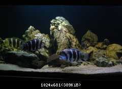Cyphotilapia frontosa, Burundi