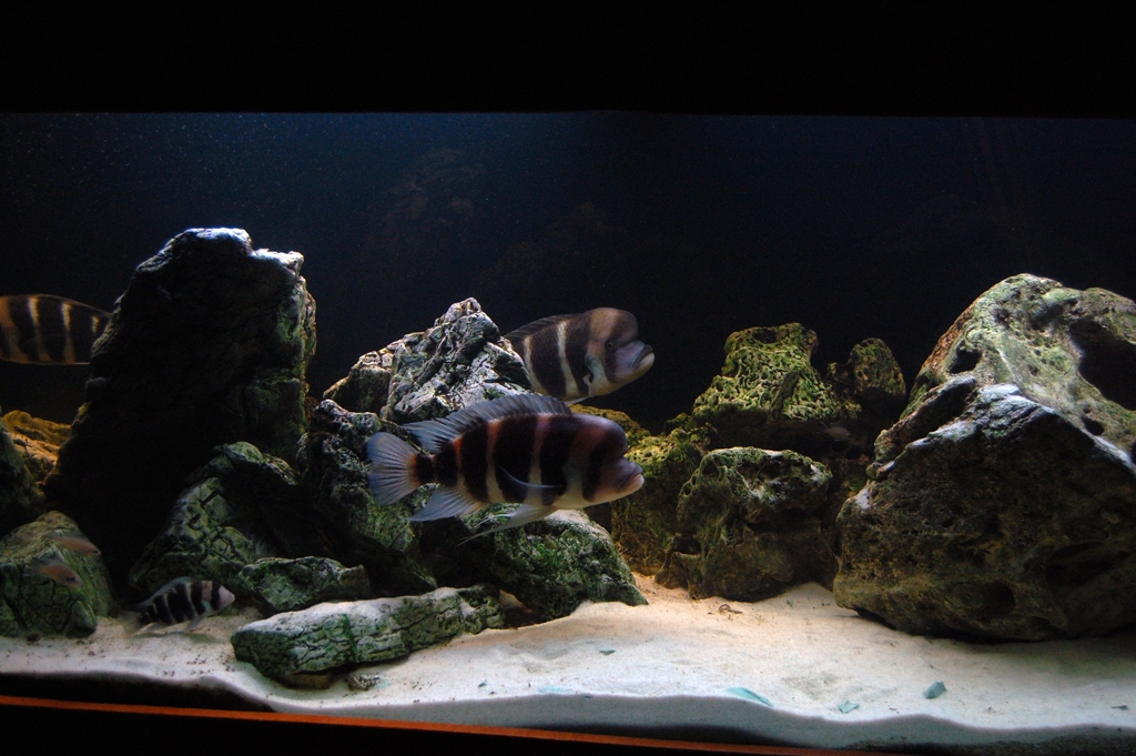 Cyphotilapia frontosa, Burundi