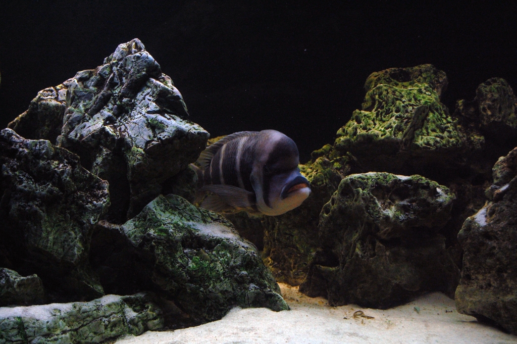 Cyphotilapia frontosa, Burundi