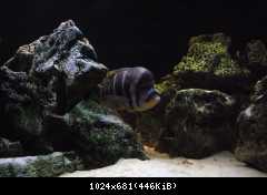 Cyphotilapia frontosa, Burundi