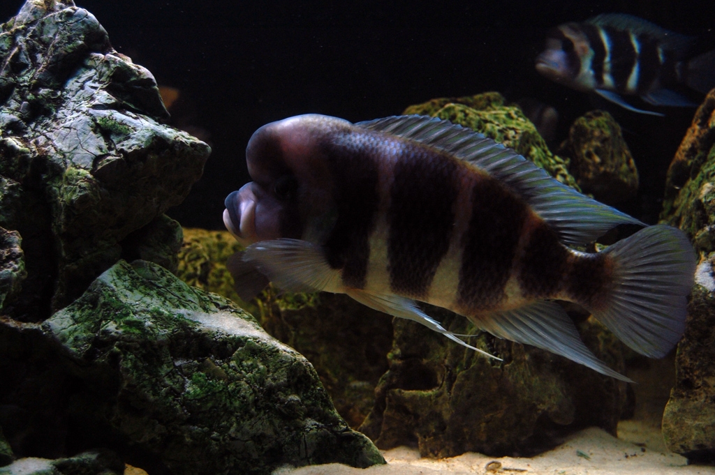 Cyphotilapia frontosa, Burundi