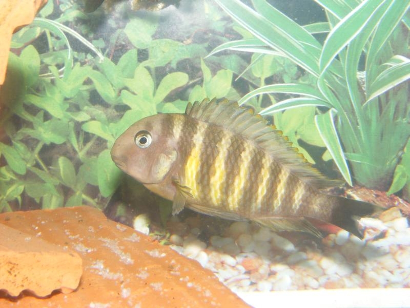 Tropheus Moorii Golden Kazumba