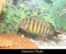 Tropheus Moorii Golden Kazumba