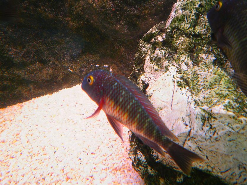 tropheus lufubu