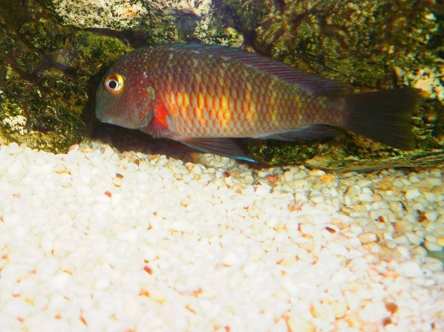 tropheus lufubu