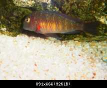 tropheus lufubu