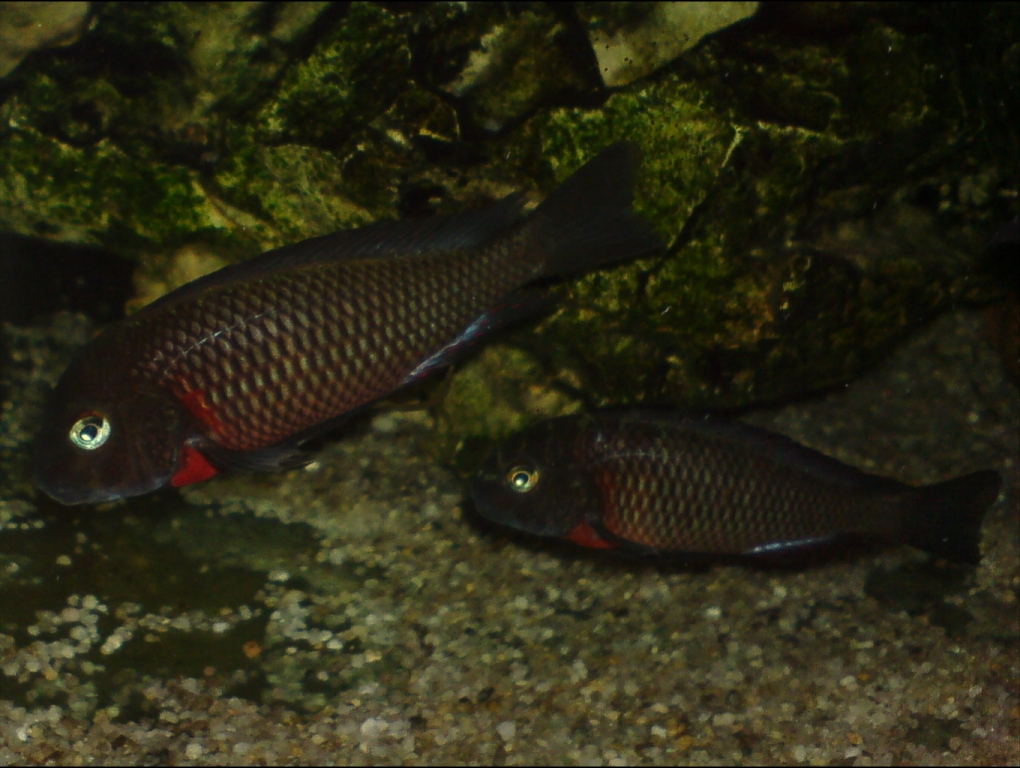 tropheus lupota