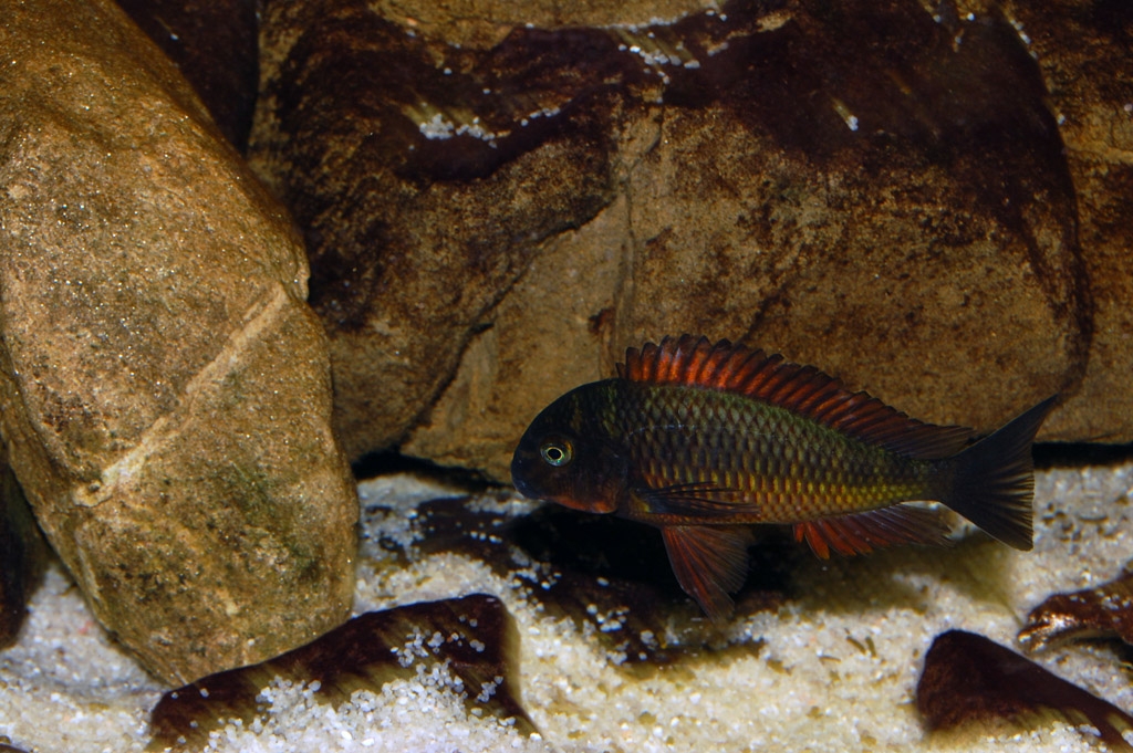 Tropheus moorii, Kachese red