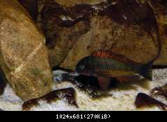 Tropheus moorii, Kachese red