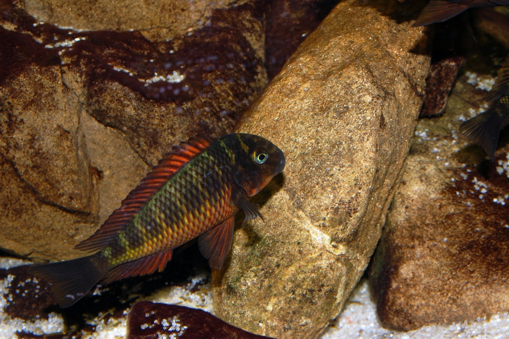 Tropheus moorii, Kachese red