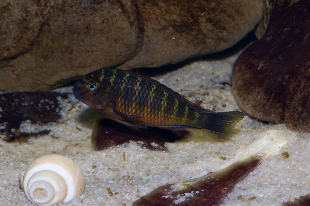 Tropheus moorii, Kachese red