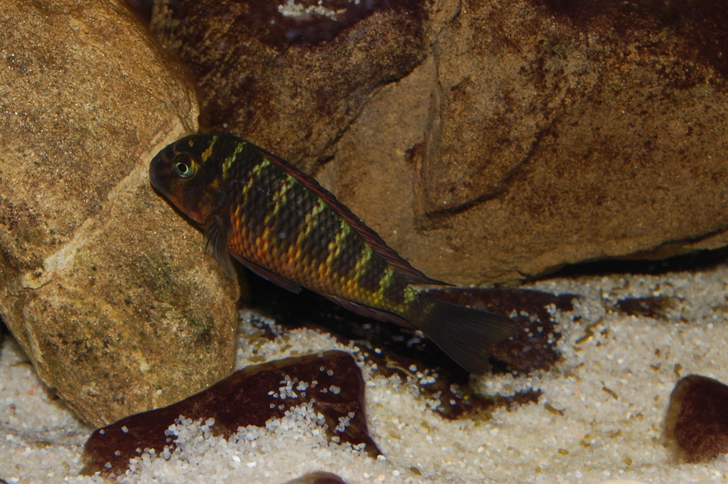 Tropheus moorii, Kachese red